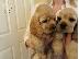 PoulaTo: COCKER SPANIEL
